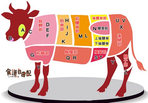 牛肉位置|【圖解】一張圖看懂牛肉各部位！肉質特色、料理秘訣一併學會